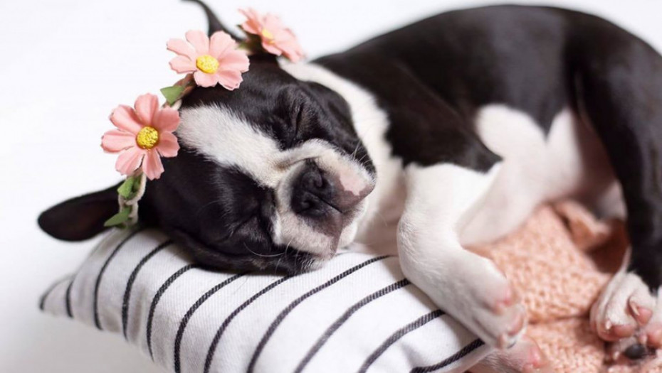 Par tema koje treba da razmotrite pre nego što nabavite kućnog ljubimca!