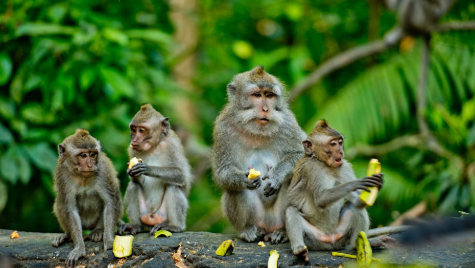 VIC DANA Koliko majmuna je potrebno da se zameni sijalica?