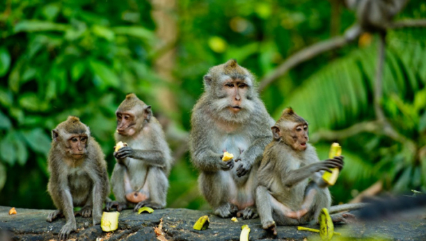 VIC DANA Koliko majmuna je potrebno da se zameni sijalica?