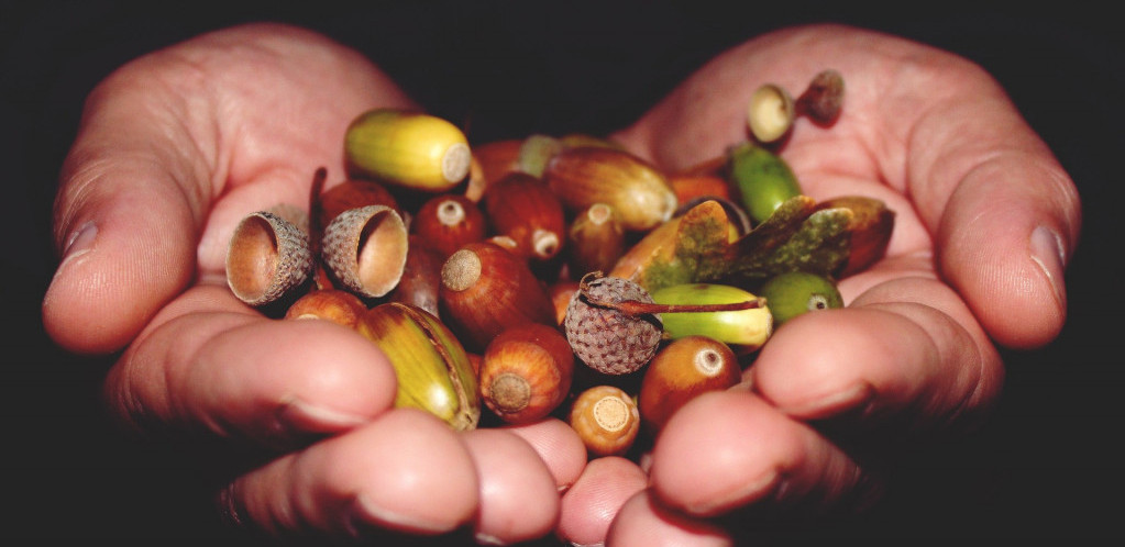 KAFA OD ŽIRA: Poboljšava krvnu sliku i leči štitnu žlezdu