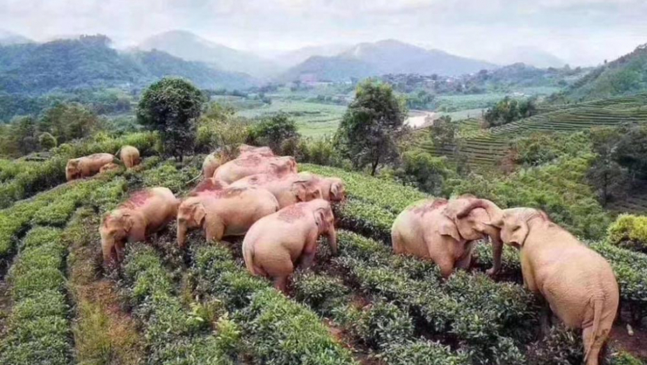 MAMUT MENI ĆE PONOVO HODATI ARKTIČKOM TUNDROM? Naučnici imaju plan da ožive mamute: Spariće ih sa slonovima