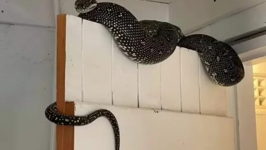 Čovek iz Sidneja pronalazi masivnu, zastrašujuću zmiju kako visi na vratima od podruma, a njena veličina će vas šokirati! (VIDEO)