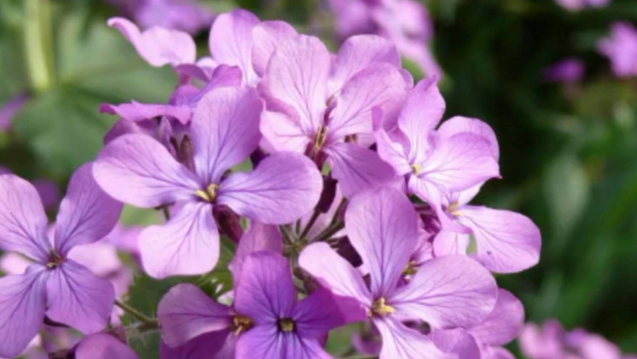 Biljka koja cveta samo noću: Posadite ovaj cvet i cela kuća će mirisati