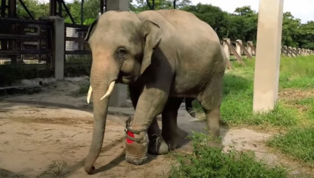 Beba slon koji je izgubio nogu, dobija novi veštački ud (VIDEO)