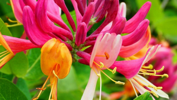 ZA OVU BILJKU KAŽU DA PRIVLAČI SREĆU U KUĆU:  Širi opojan miris, lako se uzgaja, a sad je pravo vreme da je zasadite