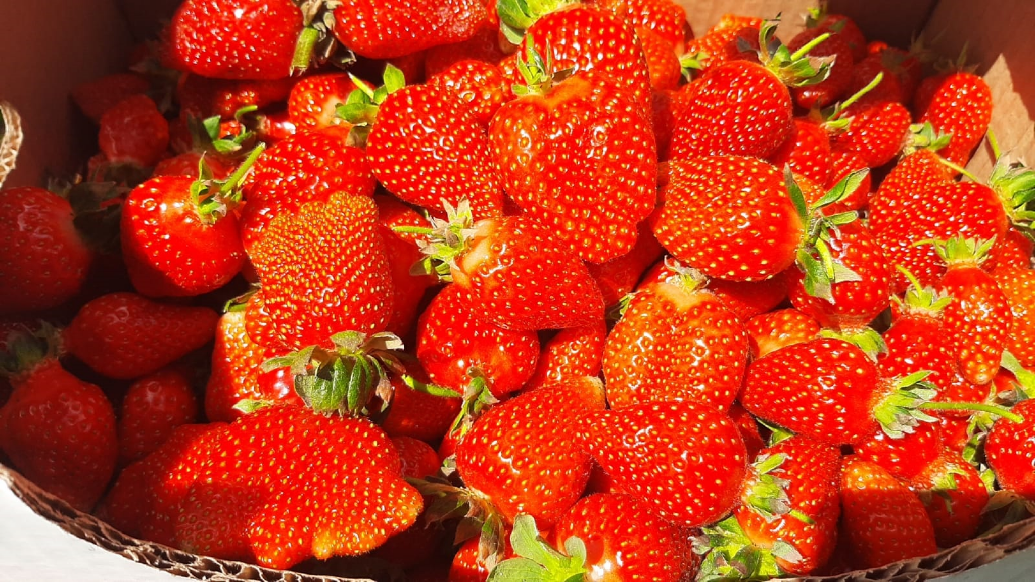 Cena po kilogramu ide i do 400 dinara: Jokići iz Topole razvili su pravi porodični biznis, a bave se proizvodnjom ovog voća (FOTO)