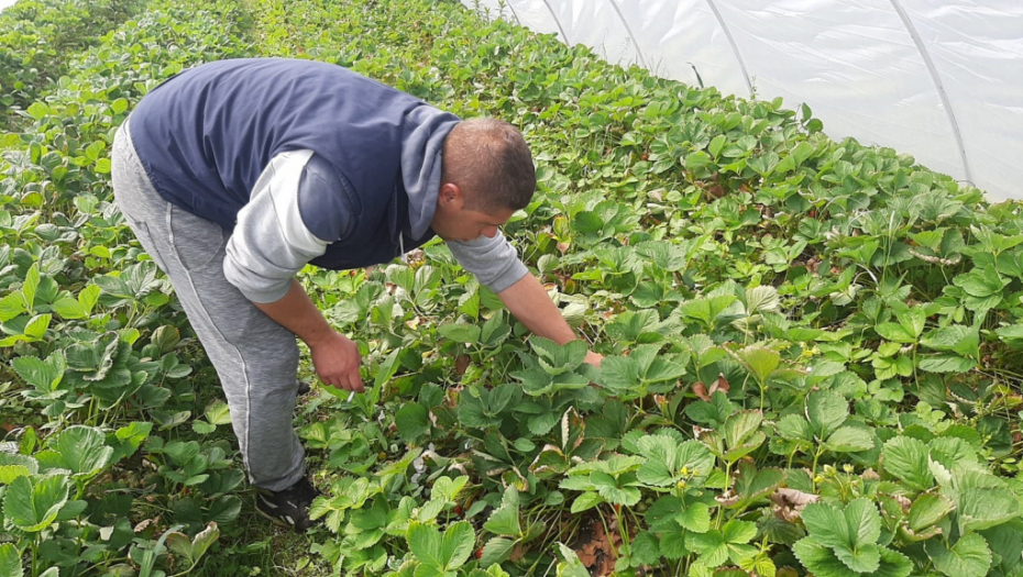Cena po kilogramu ide i do 400 dinara: Jokići iz Topole razvili su pravi porodični biznis, a bave se proizvodnjom ovog voća (FOTO)