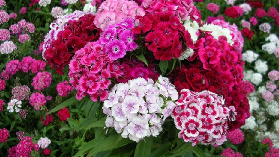 Više ne morate koristiti pesticide: Posle tretmana sa sodom bikarbonom, cveće će bujati i cvetati kao nikad pre