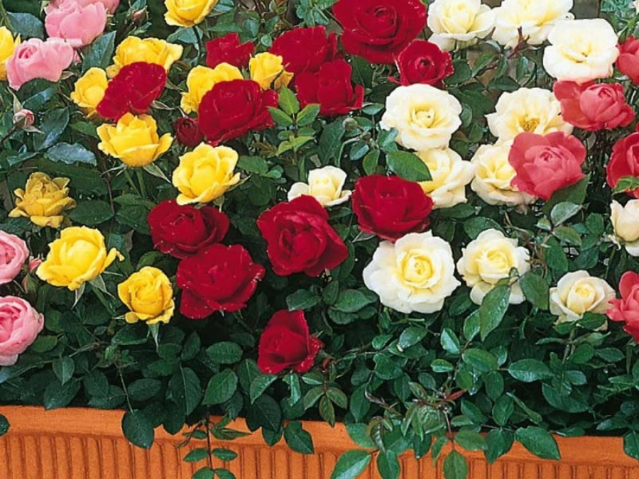 U BEOGRADU SE OTIMAJU ZA NJEGA! Ovo cveće sve više niče u Pomoravlju, i to nije slučajno!