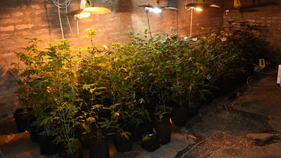 UHAPŠEN NA DELU Policija ga zatekla u trenutku kad je zalivao zasad marihuane