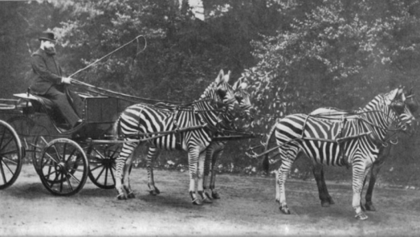 1890 - 1940 Ljudi su uporno pokušavali da pripitome zebre, evo kako je to izgledalo (FOTO)