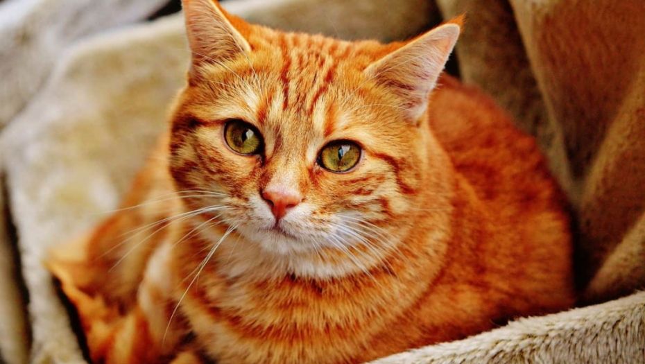 BOLESNO! U SRBIJI CVETA MORBIDNI BIZNIS! Ubijaju mačke, uzimaju krzno i od njih prave ćebad i torbe!