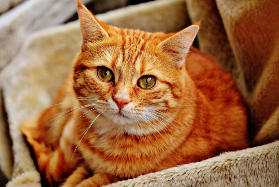 DA LI SU MAČKE ODANE? Neverovatne činjenice koje niste znali o ovim krznenim stvorenjima