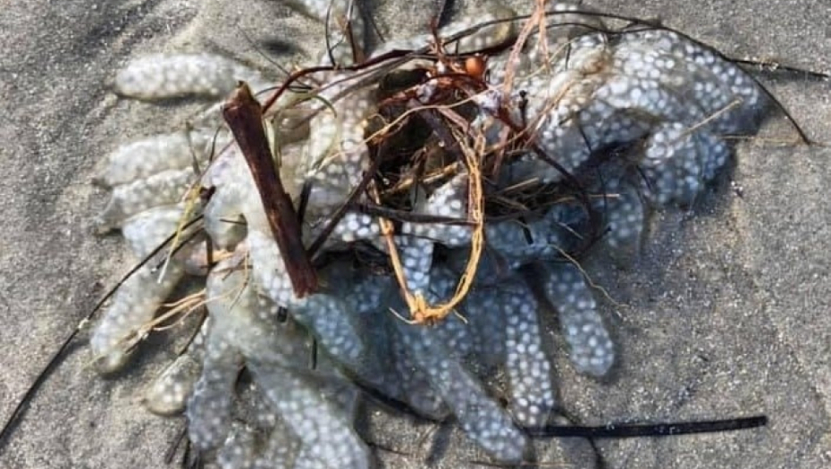 Vanzemaljska "misteriozna masa" pronađena na plaži Severne Karoline