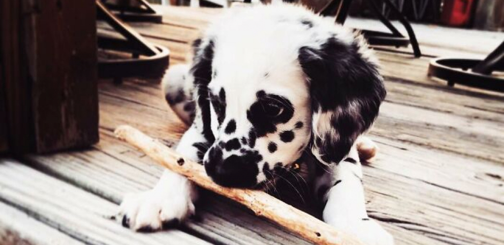 NIKO NE MOŽE DA MU ODOLI Upoznajte preslatkog psa koji izgleda kao kombinacija Dalmatinca i Zlatnog retrivera (VIDEO)