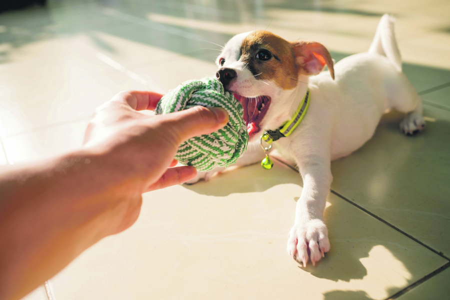 LJUBAV PSEĆA, RADOST NAJVEĆA: Prepoznajte signale da vas ljubimac obožava