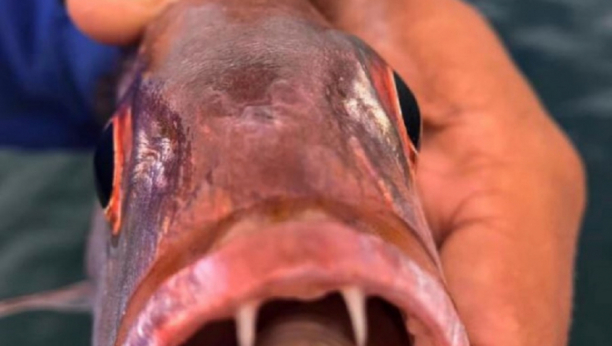 FUJ! Prvi put snimljen parazit koji jede jezik domaćina i živi mu u ustima! (FOTO)