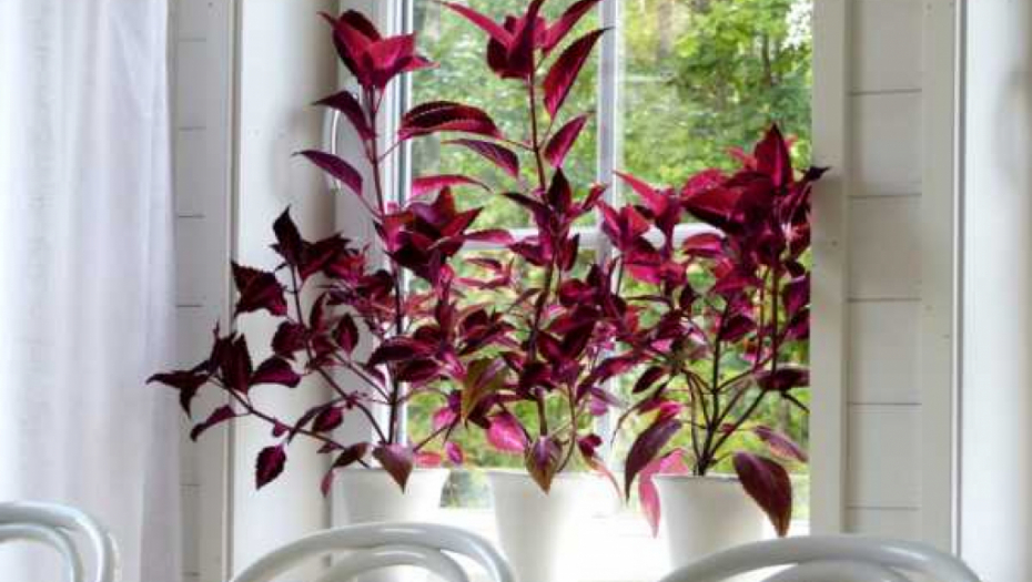 DA VAM BILJKE RASTU I CVETAJU KAO NIKAD PRE: Zalijte ih "zlatnom tečnošću", koju ima svaka kuća