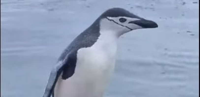 Pogledajte kako "usamljeni" pingvin uskače u turistički čamac na Antartiku