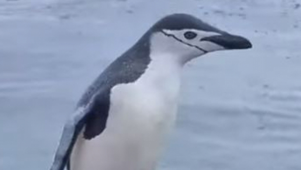 Pogledajte kako "usamljeni" pingvin uskače u turistički čamac na Antartiku