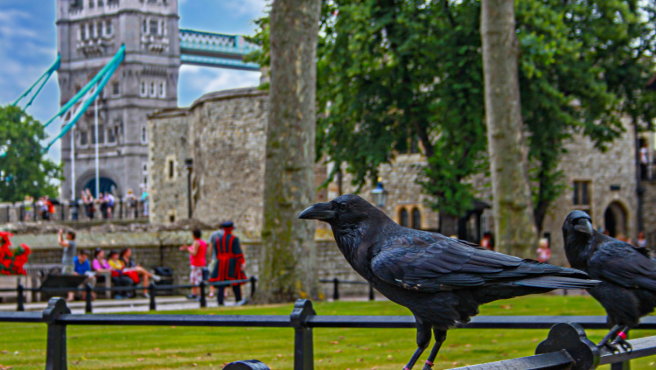 VIC DANA Šta je to....?