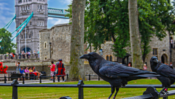 VIC DANA Šta je to....?