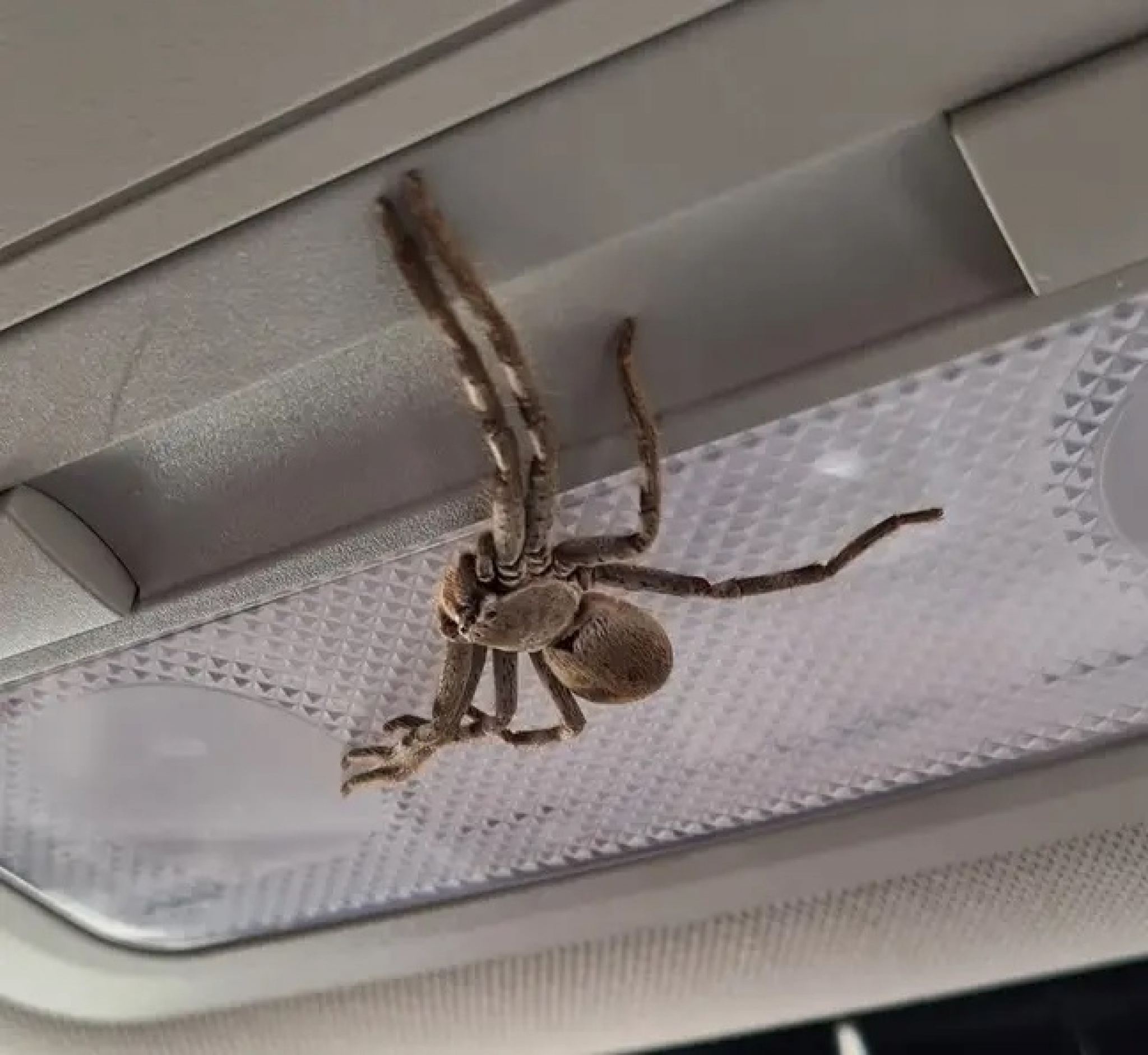 ENTOMOLOG OTKRIO Nikako ne ubijajte pauka ako ga vidite u kući