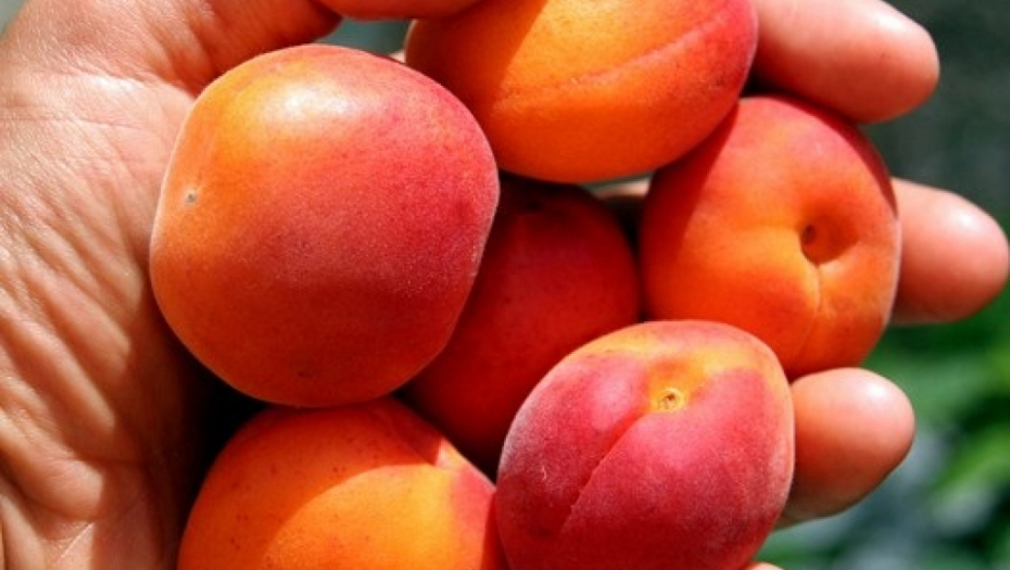 KAJSIJA KAO LEK ZA DUGOVEČNOST I DOBRA ZA DIJETE: Ko pojede dve dnevno, uradio je 7 sjajnih stvari za zdravlje!