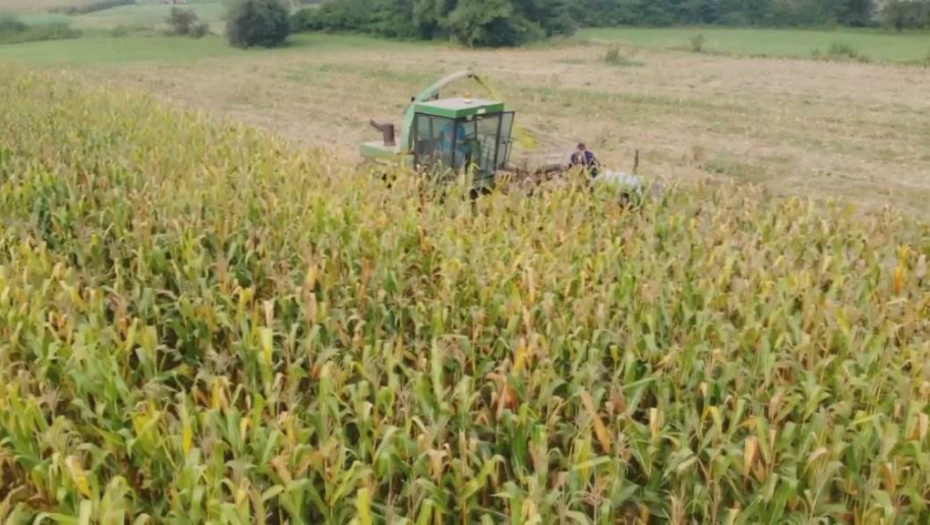 VLASNIK OSTAO U ŠOKU Sa njive ukradeno oko četiri tone kukuruza