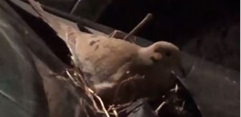 PTICA MU JE UKRALA AUTO Tiktokeru nije dozvoljeno da vozi svoj automobil jer je pronašao neverovatnu stvar na haubi