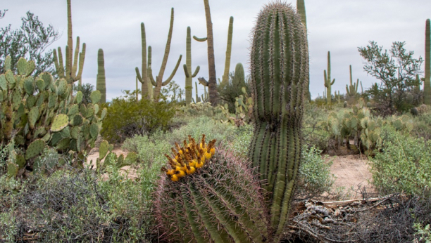 Retki, ukradeni kaktusi vredni 1,2 miliona dolara zaplanjeni u Italiji