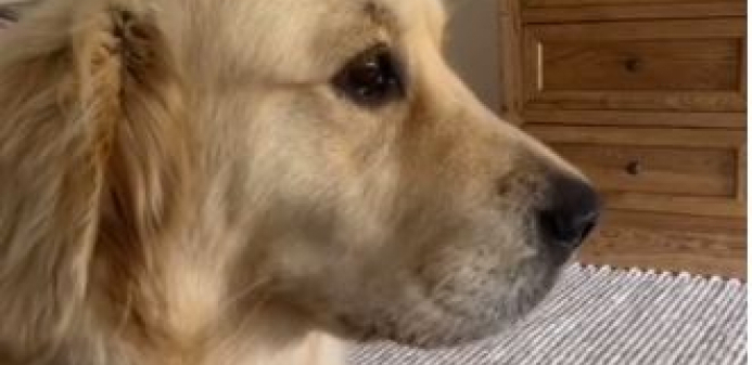 HIT VIDEO NA INTERNETU Nevaljali pas je ukrao ljutu papričicu, ali je brzo zažalio zbog toga