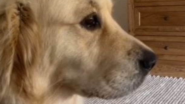 HIT VIDEO NA INTERNETU Nevaljali pas je ukrao ljutu papričicu, ali je brzo zažalio zbog toga