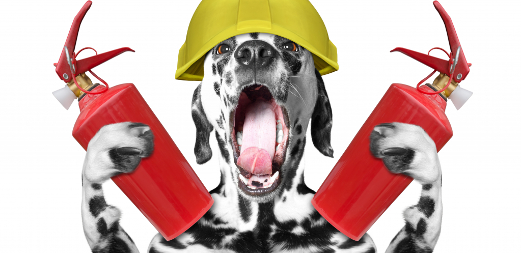 SPRETNI I POLETNI! Dalmatinci, hrabri vatrogasci