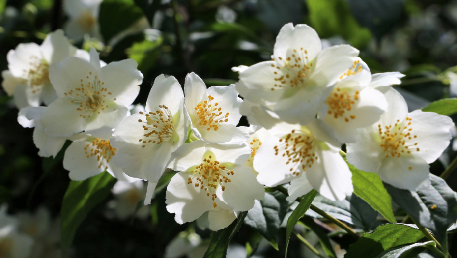 Ovaj cvet je SINONIM ZA LEPOTU: Evo kako da pravilno negujete beli jasmin