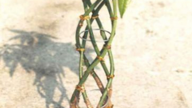 ZASADITE BILJKU OD PET GRANČICA! Donosi zdravlje, sreću, napredak i novac