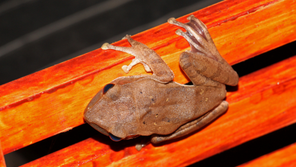 Otkrivena je preslatka nova vrsta čokoladne žabe, ali definitivno ne biste trebali da je jedete!