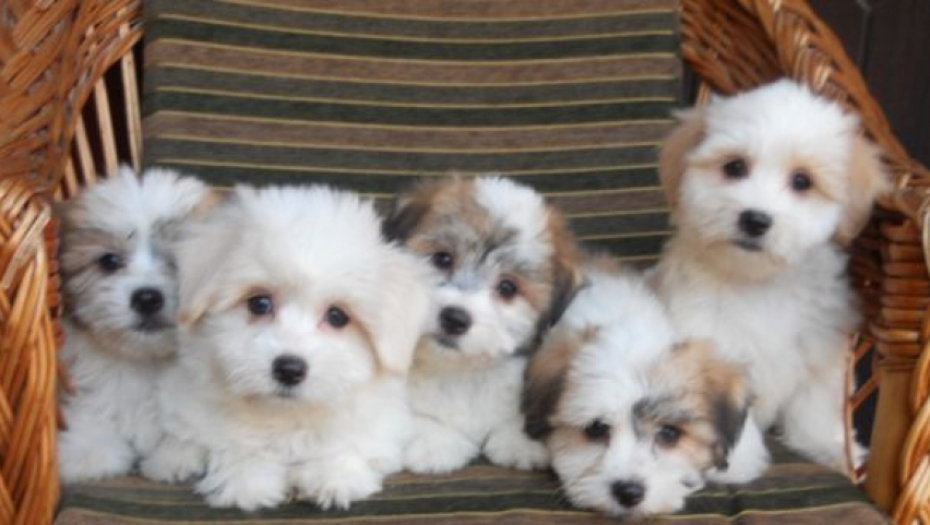 "MISLE DA MOGU TEK TAKO DA IH PUSTE NA ULICU" Menjaju se pravila za držanje kućnih ljubimaca u Beogradu!