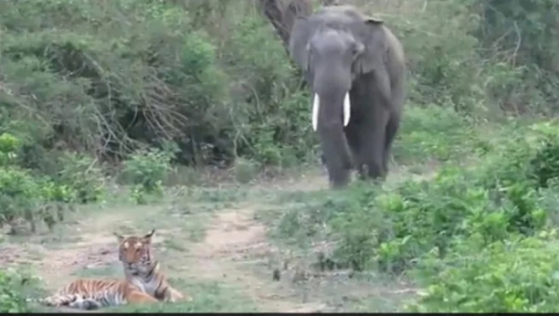 "PAZITE ŠTA ĆE SE DOGODITI NA KRAJU" Video koji prikazuje slona koji ide prema tigru laganim hodom, a potom sledi šok!