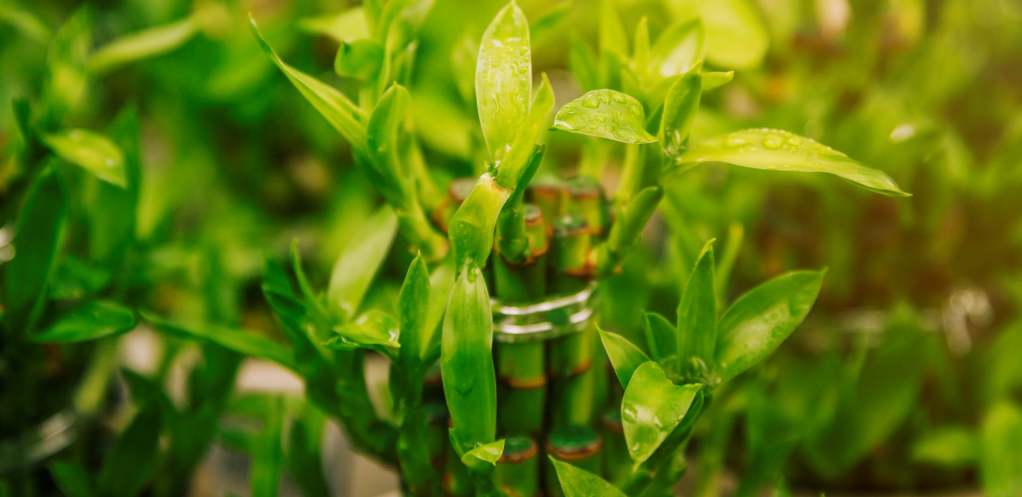 Privucite novac i sreću u vaš dom: Ova biljka je pravi magnet za dobru sudbinu