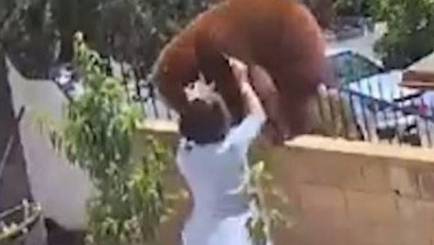 Medved napao pse, a onda je pritrčala devojčica (17) i pokušala da im pomogne: Haos je nastao tek tada! (VIDEO)