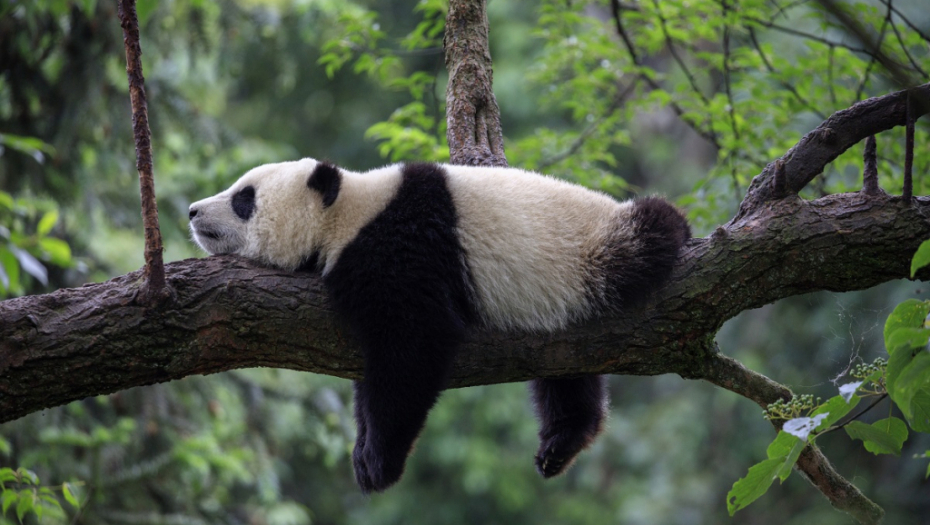 PRVI NACIONALNI PARK U KINI KOJI ŠTITI BIODIVERZITET Humani projekat će štititi džinovske pande ali i druge divlje životinje