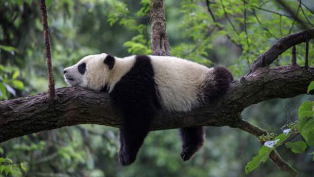 URNEBESAN VIDEO Panda radije bira da gricka eukaliptus nego se*s sa svojom partnerkom, preti im izumiranje
