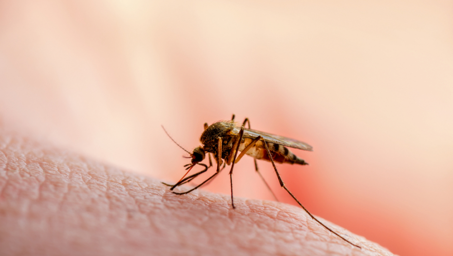 NAJEZDA Borba s komarcima
