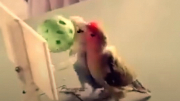 Pomeranje kuće ručno, ubijanje ptice bejzbol lopticom ili skijanje po lišću: Da nije snimljeno niko ne bi poverovao da se ovo može zaista dogoditi! (VIDEO)