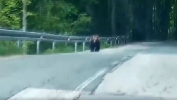 UZNEMIRUJUĆE SCENE! Medved izleteo na put u komšiluku, uništeno pet automobila! (VIDEO)