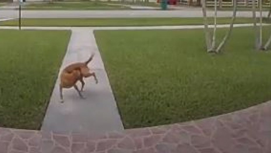 NEŠTO NAJSMEŠNIJE ŠTO ĆETE DANAS VIDETI Pas krenuo sam u šetnju, ali ono što je uradio nasmejalo je čitavu planetu! (VIDEO)