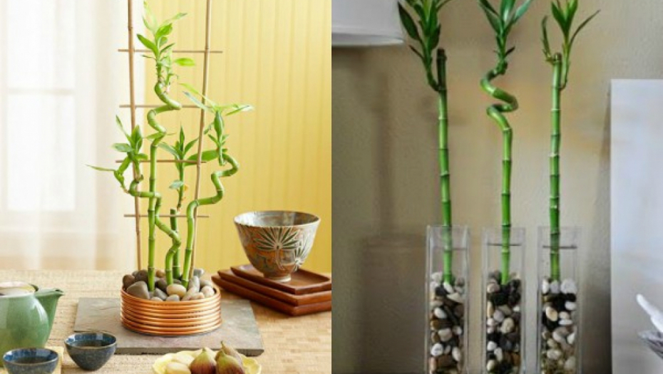 Bambus ima posebno mesto u domu: Savite ga ovde i doneće vam bogatstvo i sreću
