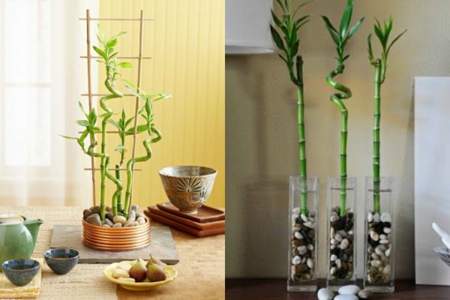 ZA OVE 3 BILJKE SE ZNA DA PRIVLAČE NOVAC U KUĆU: Ali zbog ove greške koju svi prave izobilje može da izostane