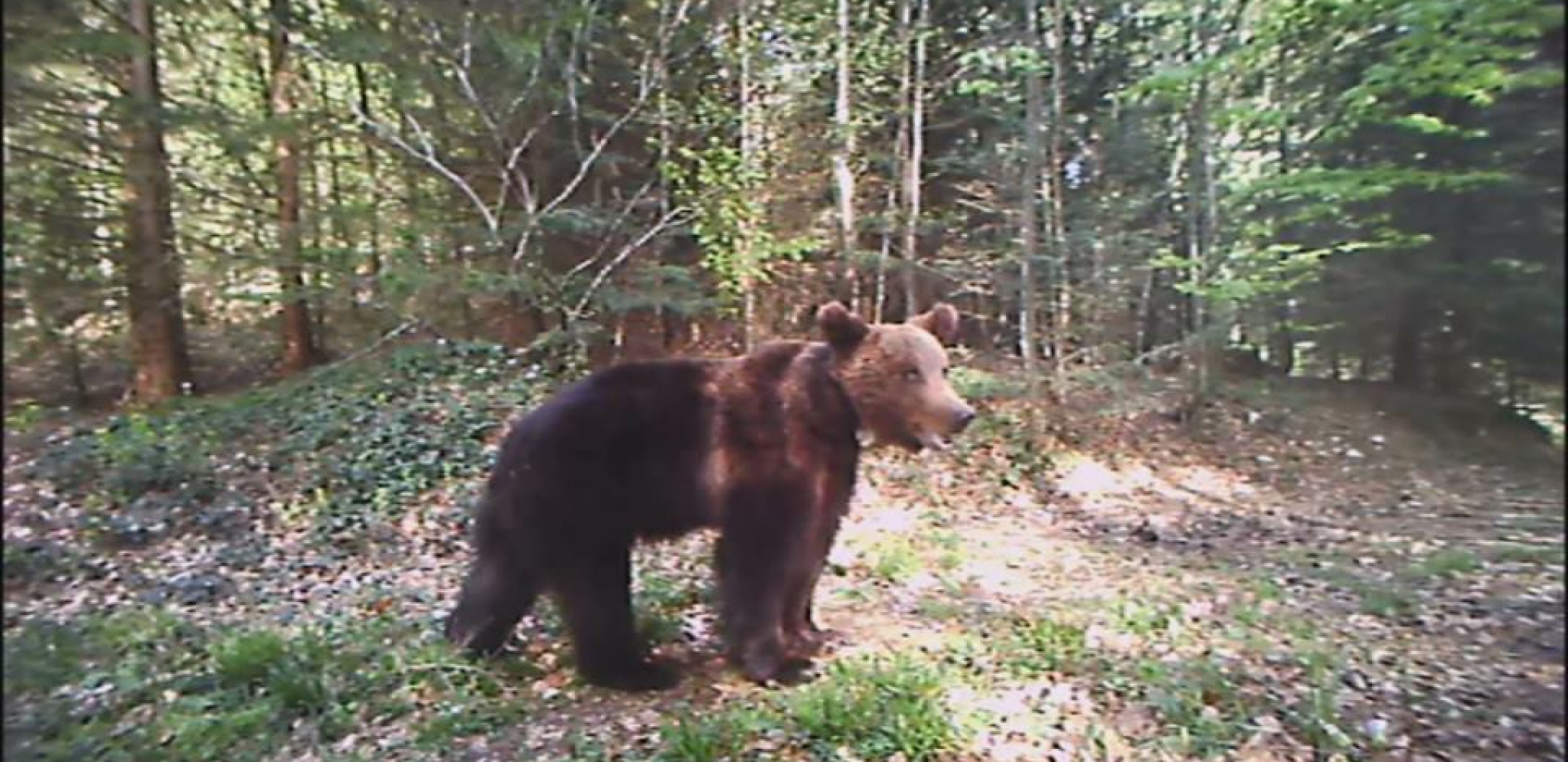 Nije kome je namenjeno nego kome je suđeno: Neobična krađa u selu kod Nove Varoši, medved razvalio hranilicu i pojeo kukuruz divljim svinjama